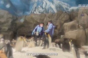 海绿意盎然：探索海角社区在线活动与生态环境之美