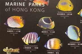 海角hjacdf：探索美丽海岸线的绝妙之旅与无与伦比魅力