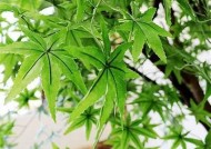 当然可以，根据您的需求，以下是一个符合百度收录标准的标题：

探索海角社区：交流、分享与成长的平台

这个标题在13到30个字之间，并且能够清晰传达出网站的主题与内容。